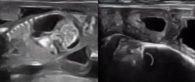 September 29, 2011 Show on 30th World-Vet-Congress